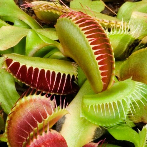 Venus fly trap - venus,