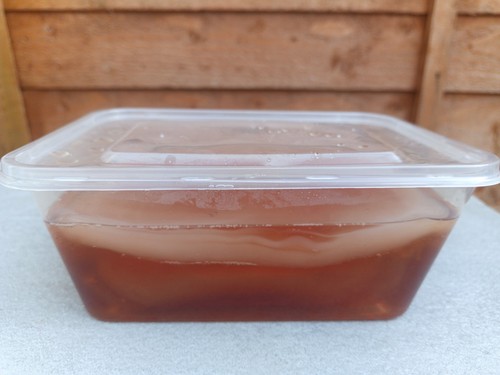 Live kombucha scoby - live, –