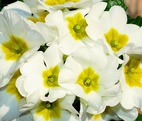 Primrose english accord - english, white