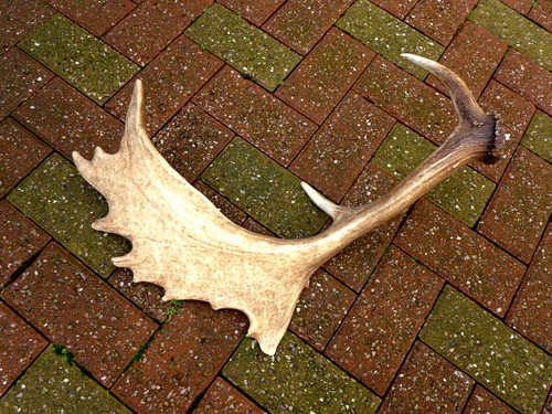 Fallow deer antler stick - antler,