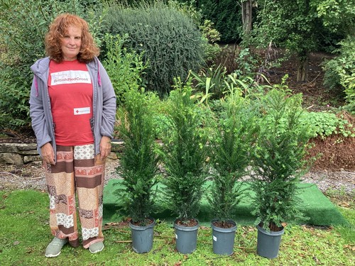 Yew taxus baccata - yew,