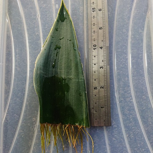 Snake plant leaf - snake,