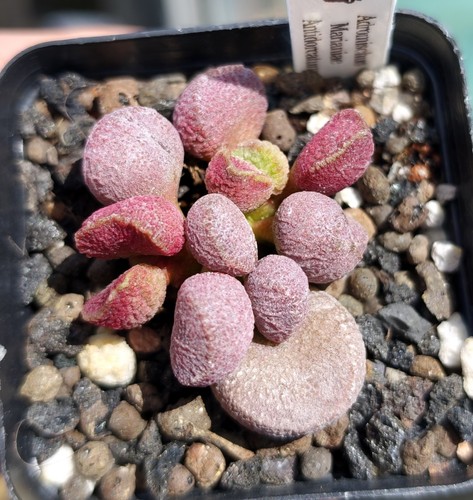 Adromischus marianiae - adromischus,