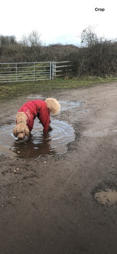 Hurtta dog overalls - hurtta,