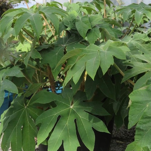 Tetrapanax papyrifer rex - tetrapanax,
