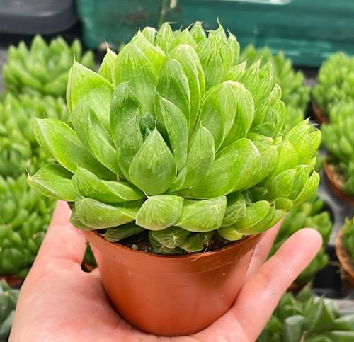 Haworthia cooperii 8cm - cooperii, pot