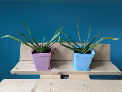 Medicinal aloe vera15cm - aloe,