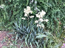 4 Small Outdoor Yucca Plants