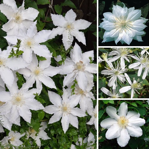 Clematis white coloured - 1,