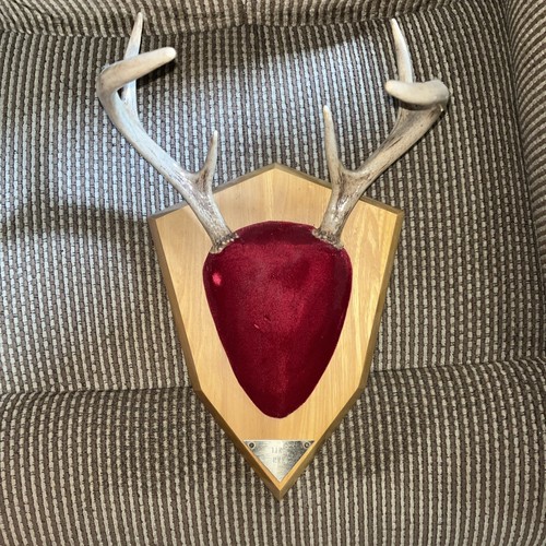 Whitetail deer antler mount - antler,