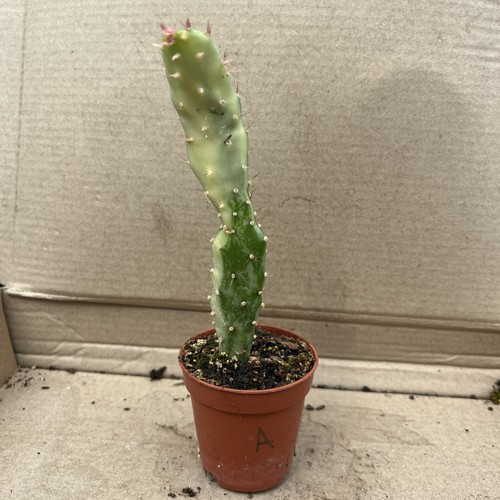 Opuntia monacantha
