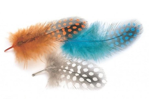 Guinea fowl plumage hackles - guinea,