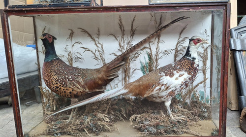 Antique taxidermy brace - taxidermy,