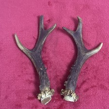 PAIR OF ROE DEER ANTLERS 