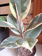 Rubber Plant Ficus elastica apprx   20cm tall  Rarely offered