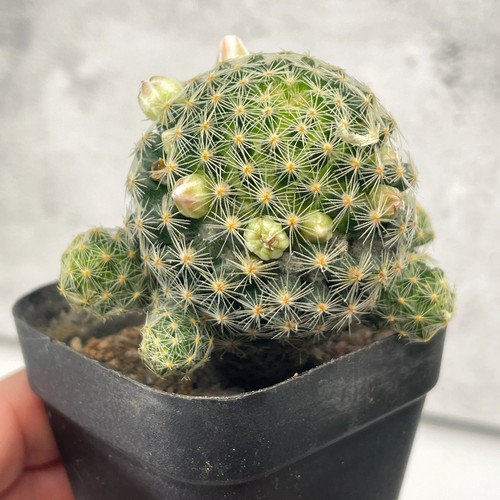 Mammillaria schiedeana - , |