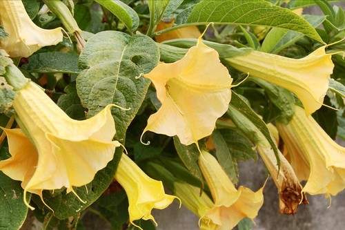 Brugmansia versicolor 10 x - versicolor,