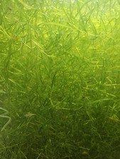 Guppy grass Najas guadalupensis aquarium stem plant 20 grams easy to grow
