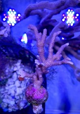 German Blue Montipora Digi SPS Coral Frag 🪸 WYSIWYG