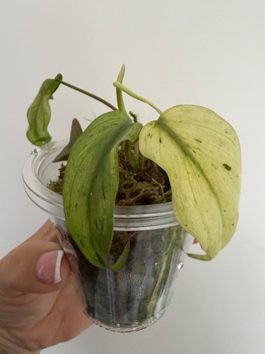 Philodendron micans pink - micans,