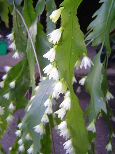 Epiphyllum rhipsalis