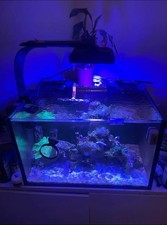 Marine Reef Aquarium Fishtank