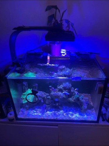 Marine reef aquarium fishtank - reef,