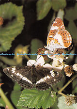 D019362 British Butterflies