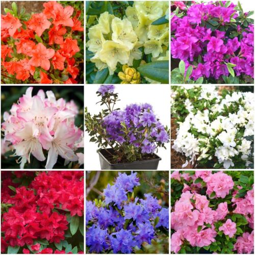 Dwarf rhododendron and - dwarf,