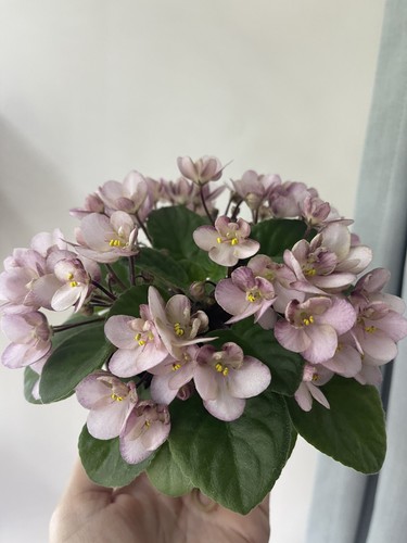 African violet emerald pink - violet,
