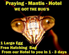 One Praying Mantis Egg Cases +