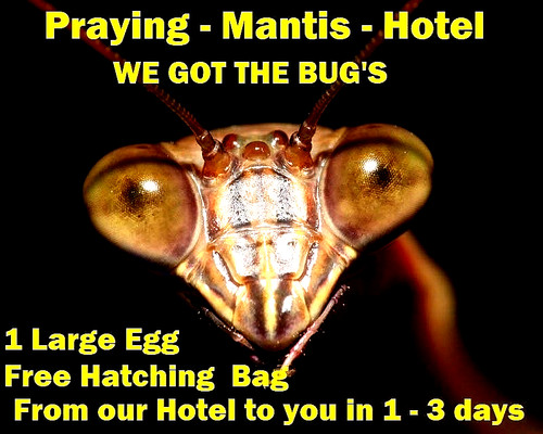 One praying mantis - mantis, +