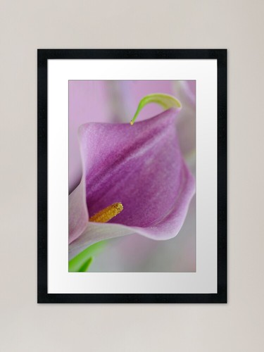 Mauve arum lily framed - arum, art