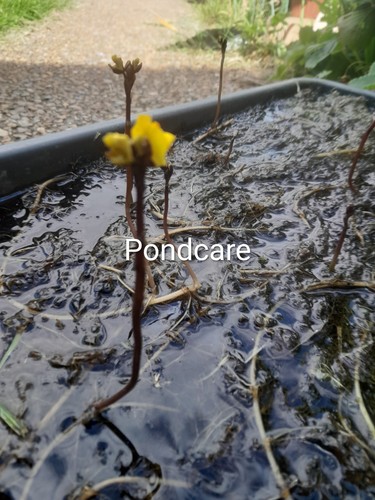 Bladderwort utricularia - ,