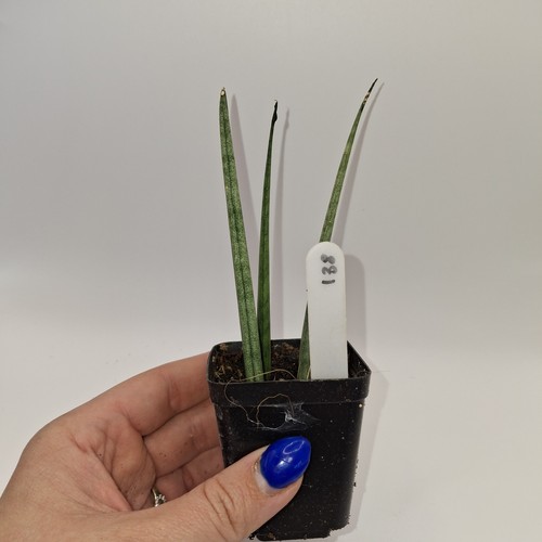 Sansevieria cylindrica snake - sansevieria,