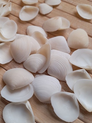White seashells small - 40, clam