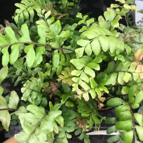 Maidenhair tree fern - maidenhair,