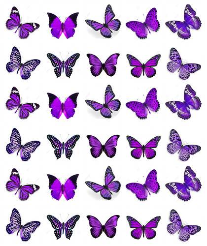 Purple butterflies 30 - butterflies, x