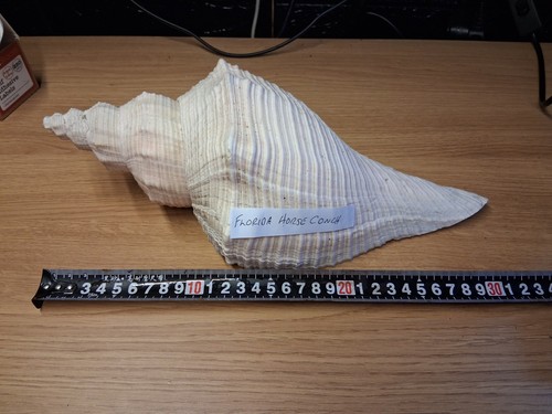 Large florida horse conch - large,
