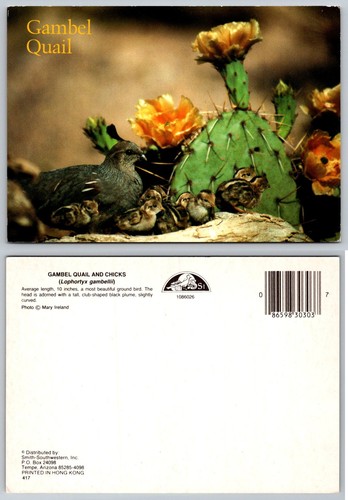 Gambel quail chicks postcard - gambel,
