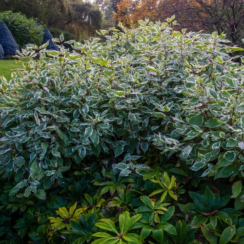 Cornus alba ivory - alba, dogwood