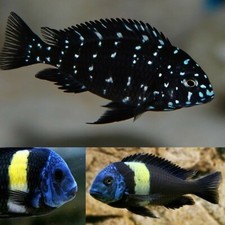 2 Tropheus Duboisi 1.5"