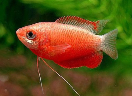 Red honey gourami peaceful - red,