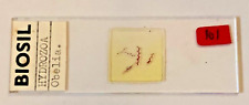 Biosil Microscope Specimen Slide #2 - "Hydrozoa Obelia"