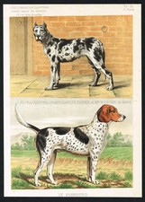 1885 Great Dane & Foxhound Dog Print – Original Antique Chromolithograph
