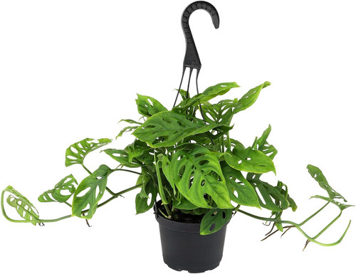 Swiss cheese plant monstera - cheese,