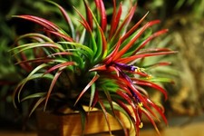 Tillandsia airplant - airplant,