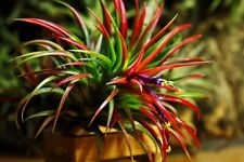Tillandsia Airplant - Flabelleta Rubra Red - Easy Care House Live Plant Gift