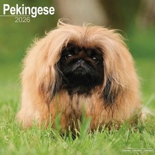 Pekingese Calendar 2026 - Dogs