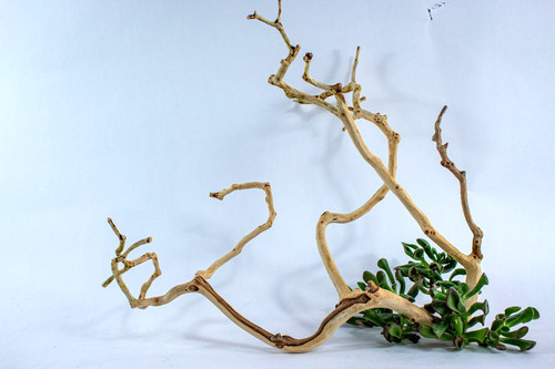 Manzanita aquarium driftwood - manzanita,